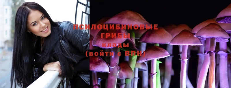 Псилоцибиновые грибы Psilocybine cubensis  Клинцы 